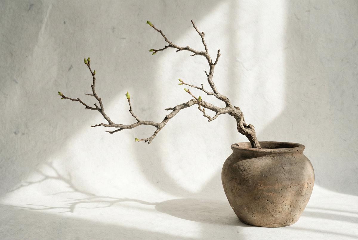 蘑菇视频-枯木逢春禅意视频教程